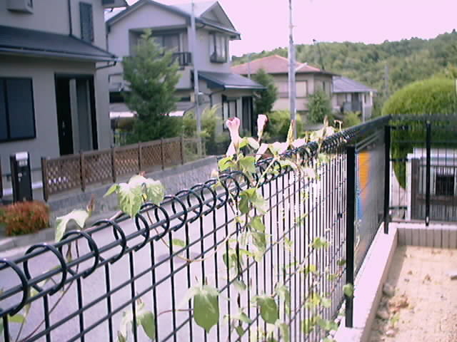 あさがお1