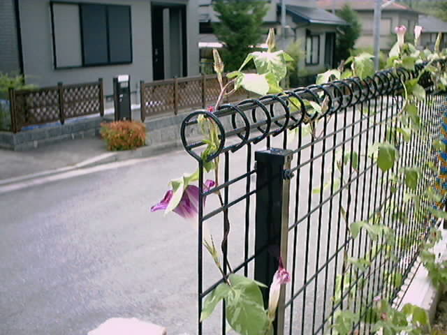 あさがお2