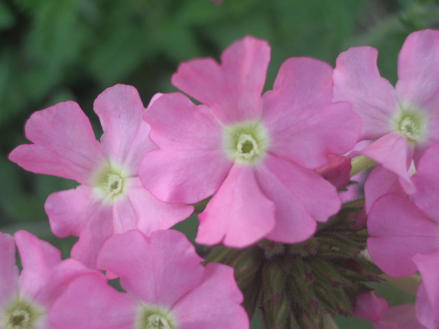 バーベナの花弁