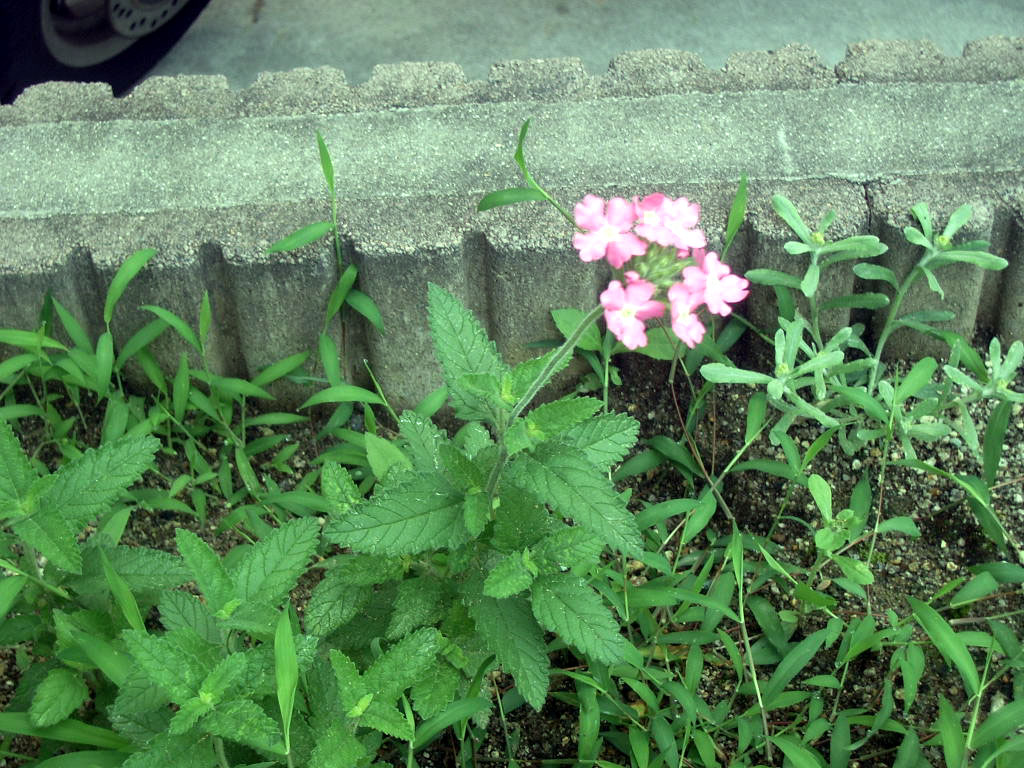 バーベナ060708