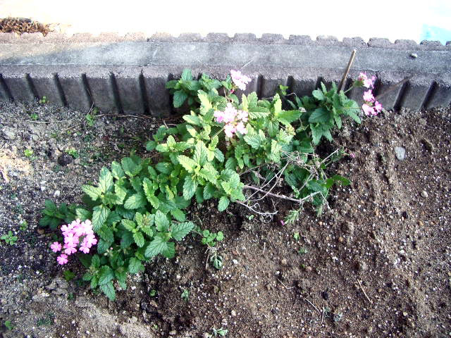 バーベナ20071202