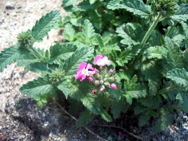 バーベナ200805