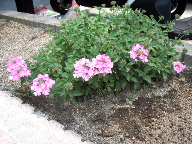 バーベナ080517