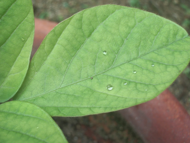 黒豆に滴とカメムシの幼虫?