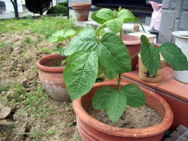 黒豆080706_植木鉢