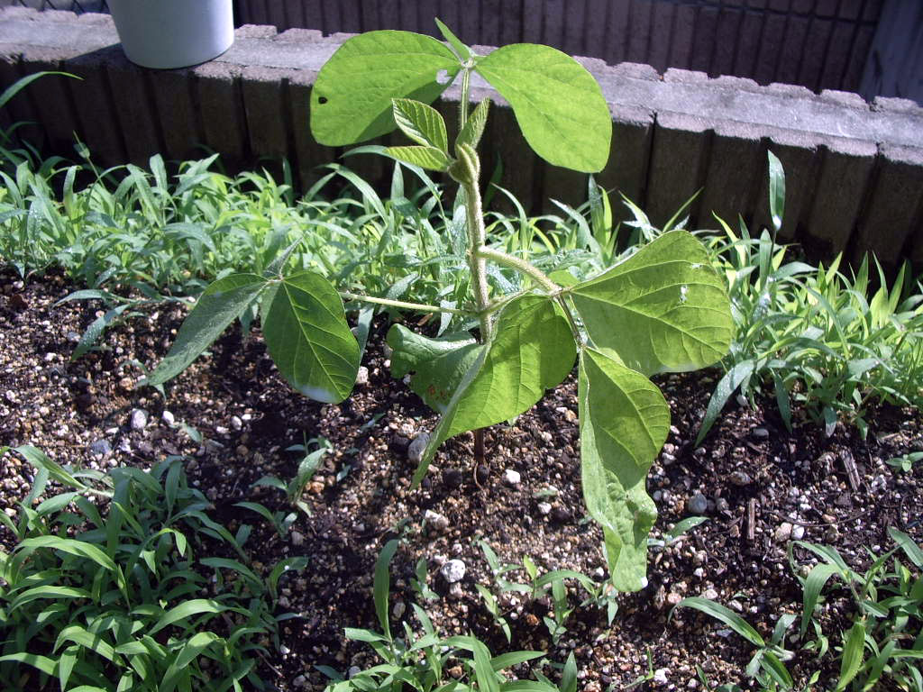 枝豆6月18日1枚目