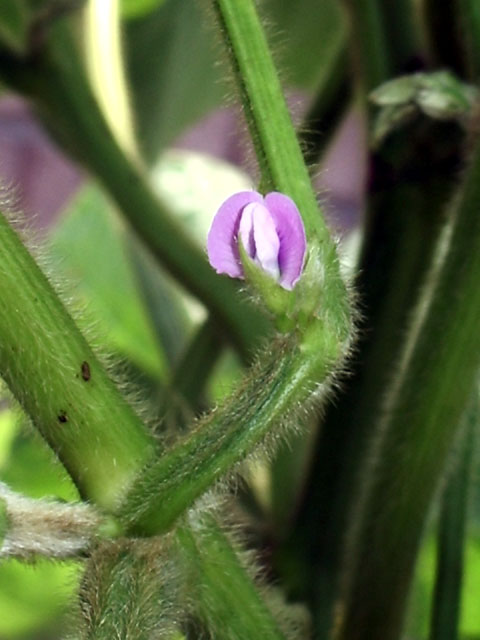 枝豆の花