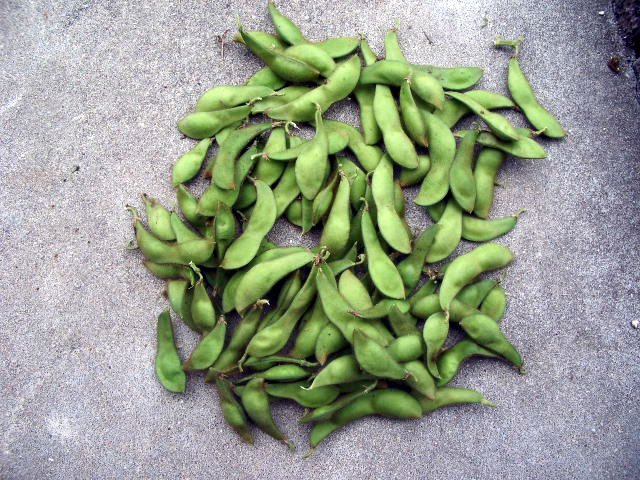 2つの枝豆から4つの枝を切り取った収穫量