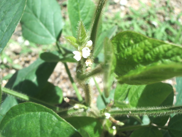 枝豆の花