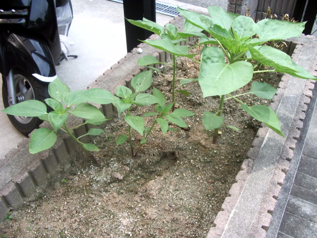 ひまわり群