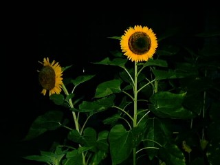 夜間撮影