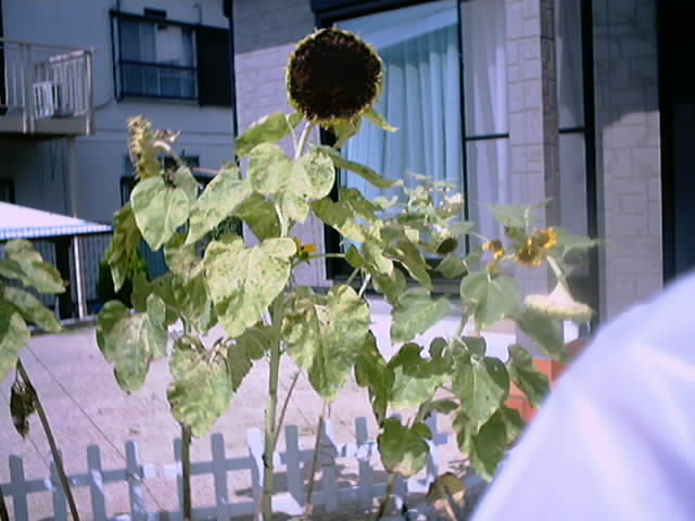 向日葵の終焉