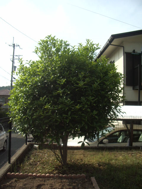 20090510のキンモクセイ