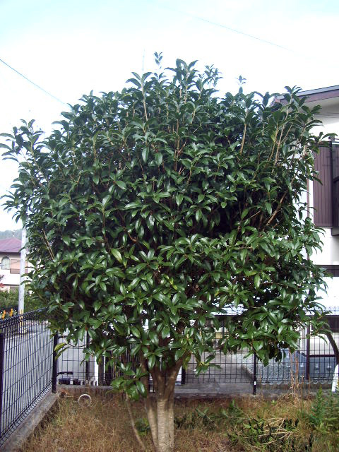 剪定前
