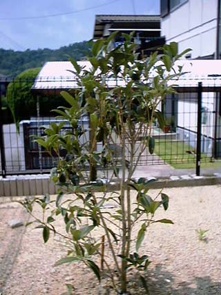 金木犀20010701
