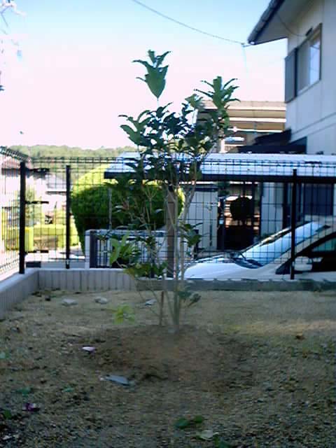 金木犀20010923_2