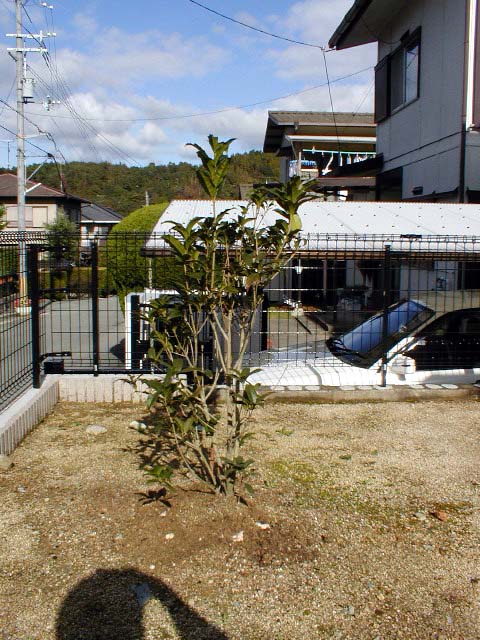 金木犀20011104