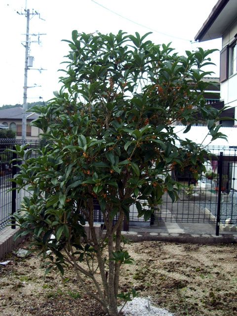 咲いた金木犀