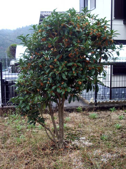 キンモクセイ01