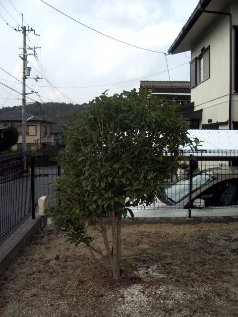 剪定前画像
