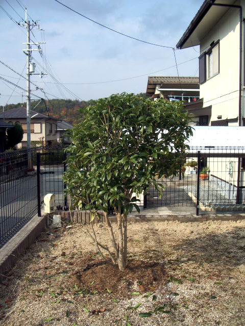 剪定後画像