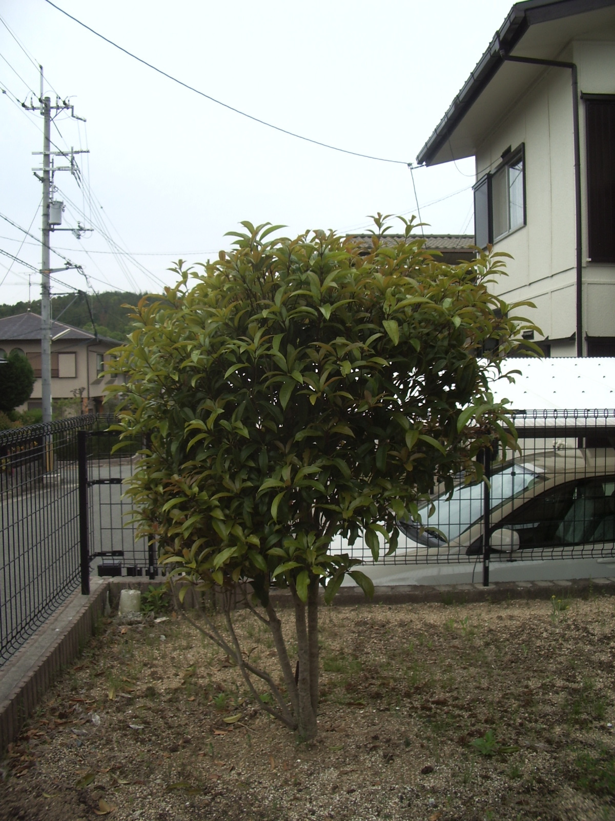 キンモクセイ060506