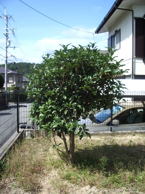 キンモクセイ花が咲く