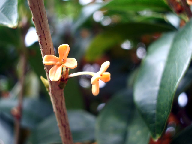 キンモクセイの花1