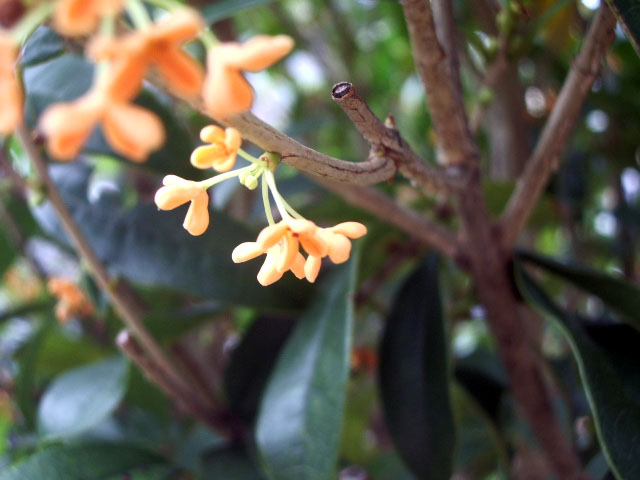 キンモクセイの花2
