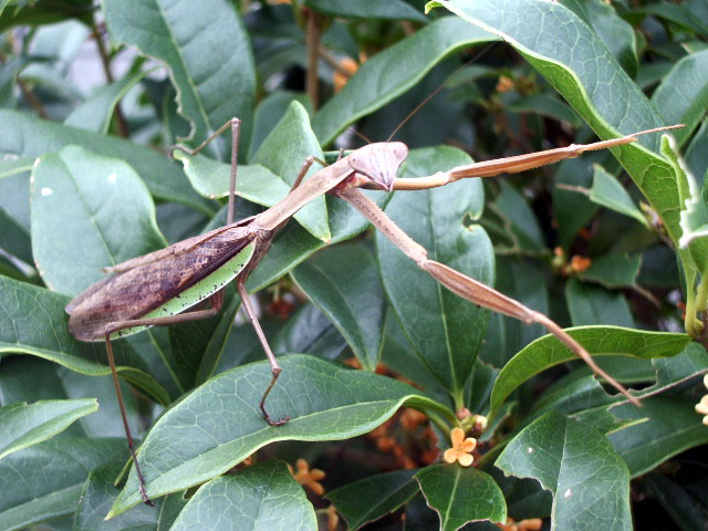 カマキリ