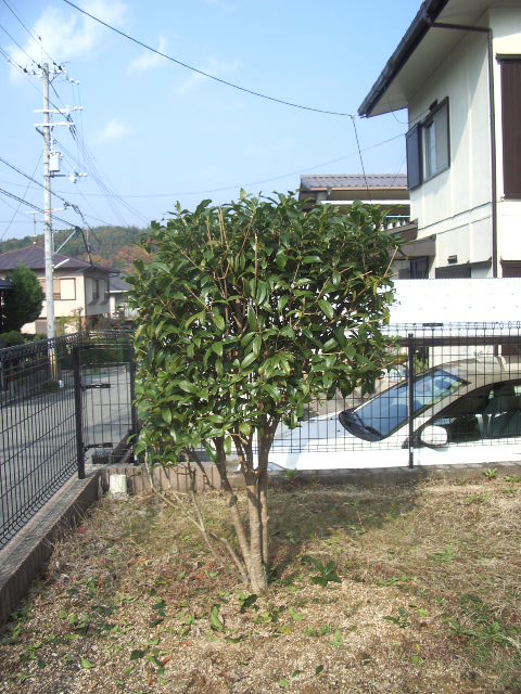 20061202_剪定