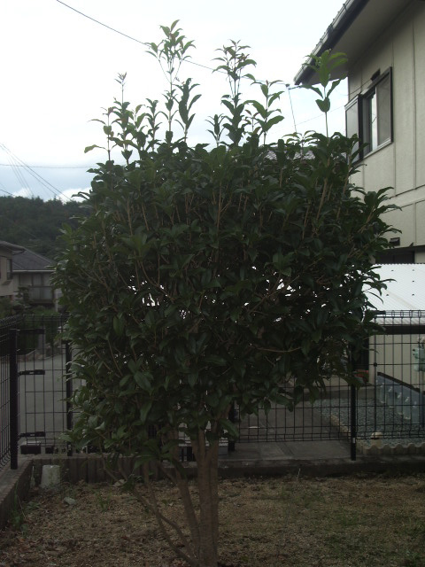 キンモクセイ