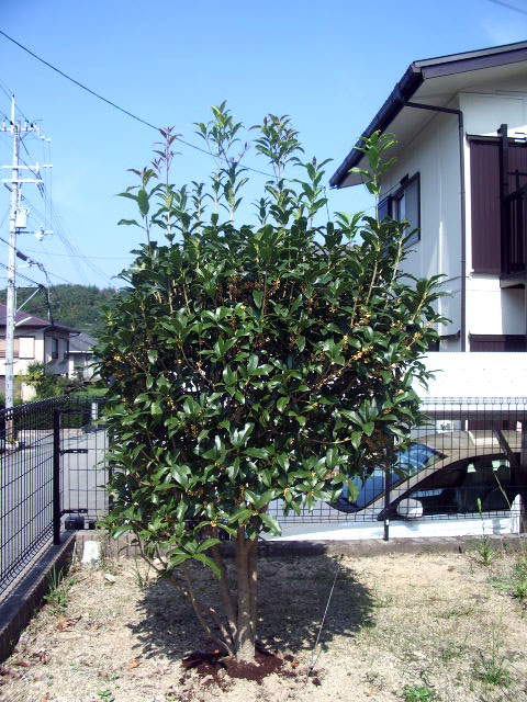 2007年の開花