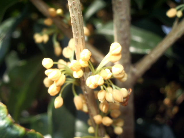 開花直前