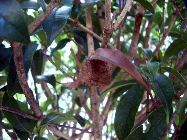 カマキリのタマゴ?