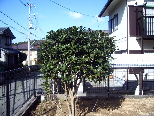 キンモクセイ_20071215