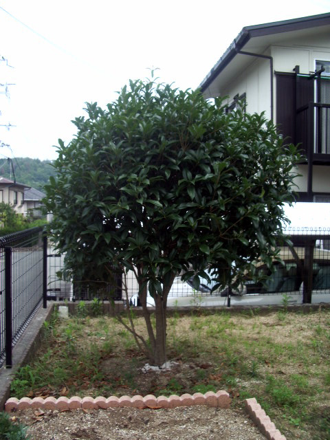 キンモクセイ080706