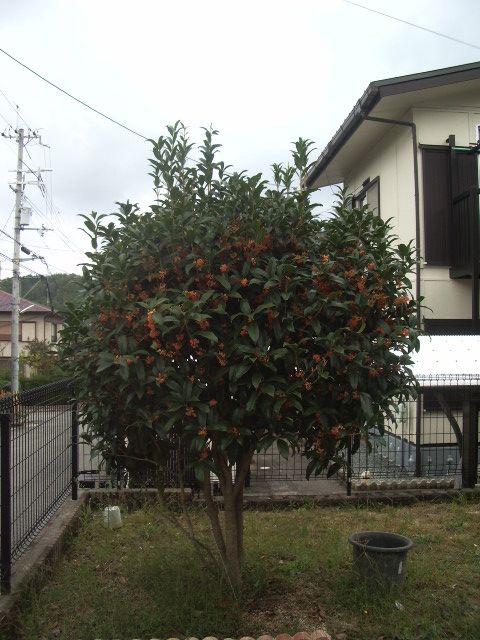 2008年キンモクセイが咲く