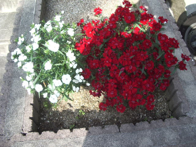 2009年ナデシコ