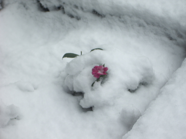 雪に埋もれたナデシコ