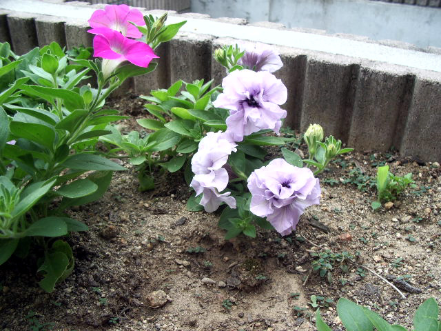ペチュニア0627