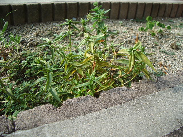 リンドウ2005073002