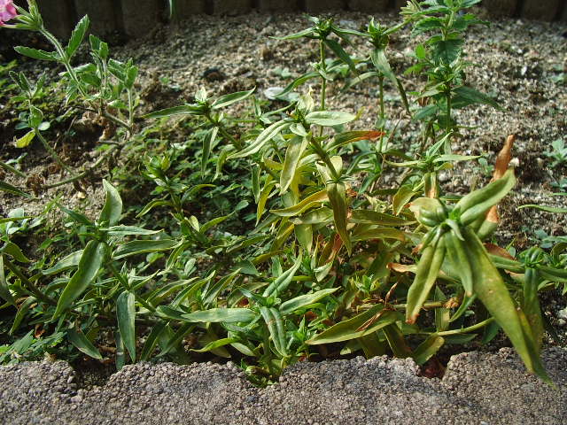リンドウ2005073003