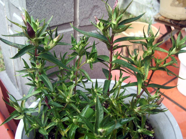 鉢植えリンドウ