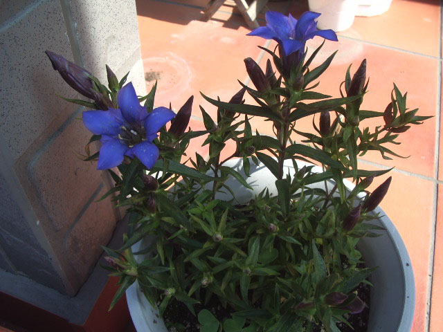 3年越しに開花