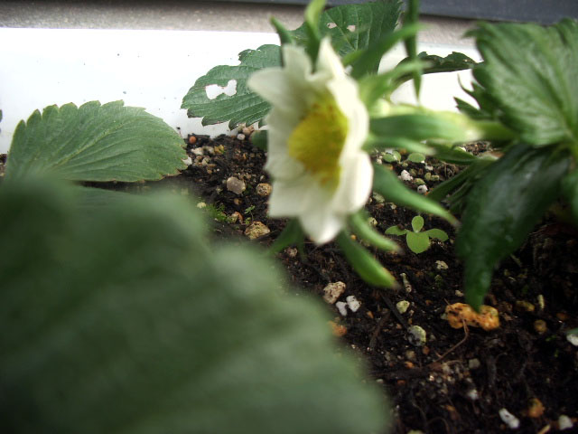 20061202_花
