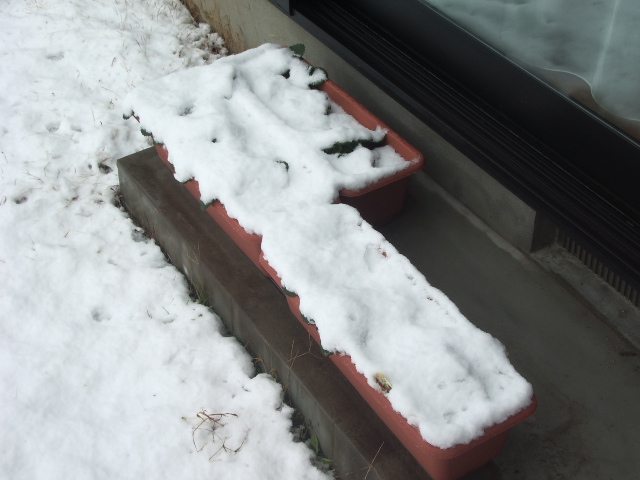 雪に埋もれた苺