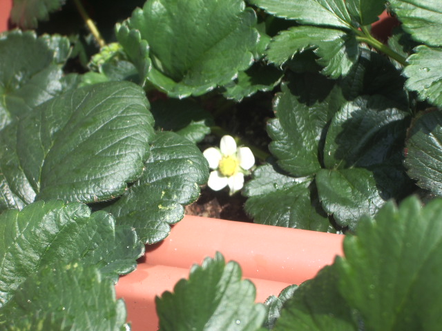 いちごの花