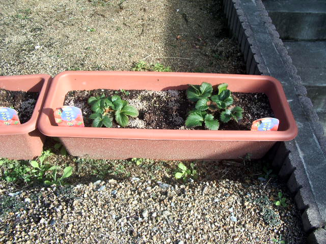 いちご右側071224
