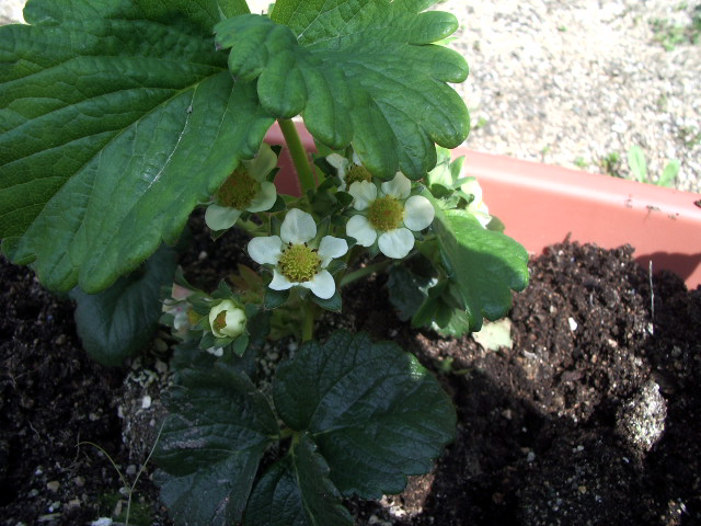 いちご花アップ
